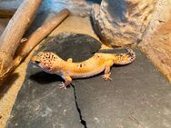 Leopardgecko weiblich - Wuppertal