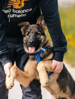 Lebhafter Floppy sucht sein Zuhause - Duisburg