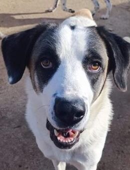 Sonnenschein Frankie möchte eine Familie - Mettmann