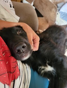 Bordercollie x Bordercollie Labrador Welpe Pumba - Möckern Grabow