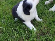 Border Collie Welpen - Halsbrücke