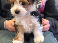 Rocky - Unser aufgeweckter Biewer Yorkshire Terrier Rüde sucht ein liebevolles Zuhause - Rösrath