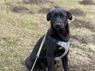 Mausi soll nicht in Rumänien aufwachsen - Blankenheim (Nordrhein-Westfalen)
