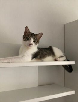 Süße Katze weiblich - Bobingen Zentrum