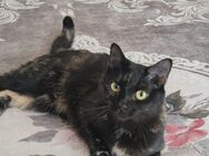 Eine Katzenfamilie sucht ein neues zu Hause - Bremen