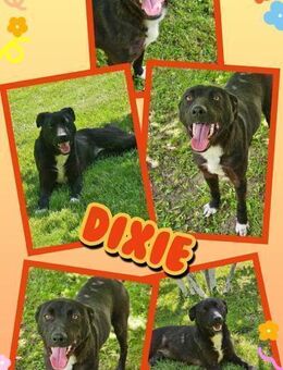 tolle Hündin Dixie wartet schon soo lang - Nürnberg
