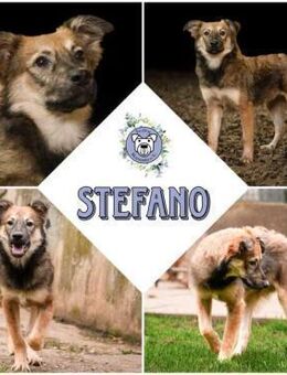 STEFANO * charmanter Aufpasser - Duisburg