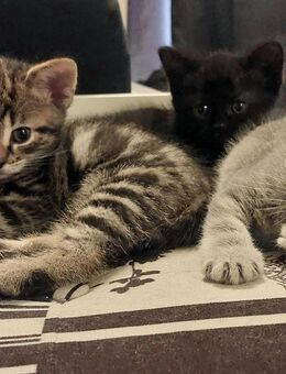 BKH Mix Kitten suchen ein zu Hause - Remagen