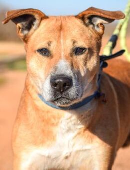 Cardenal sucht dringend Familienanschluß - Laatzen