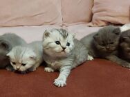 Kitten britisch kurzhaar - Waghäusel