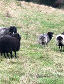 Heidschnucken Böcke in 31812