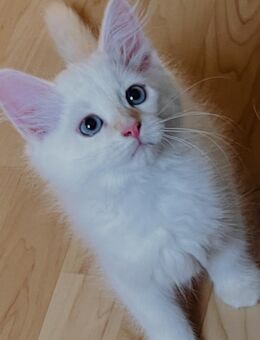 Sibirische Neva-Masquarade Kitten - Altdorf (Bayern)