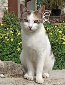 Sonnenschein Mina sucht Zuhause - Bergkirchen