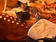 Bengal kitten mit Stammbaum - Marktoberdorf Zentrum