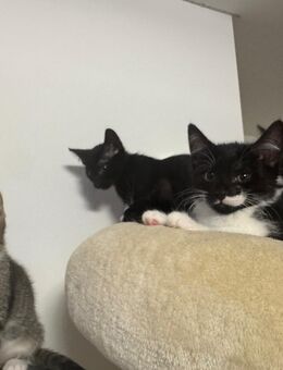 Süße kleine Katzenbabys abzugeben - Gmund (Tegernsee)