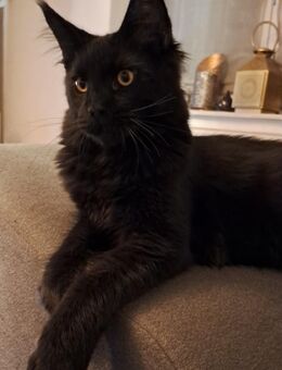 Maine Coon Kater - Donauwörth