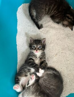 Maine Coon Baby Mix - Worpswede
