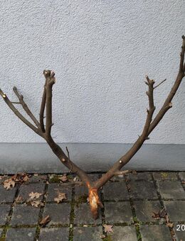 grosser Dekozweig Holzzweig 166x122cm geweihförmig - Fulda Zentrum