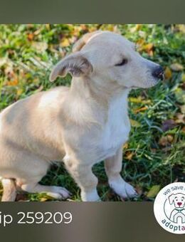 Chip 259209: Hundekind sucht ein Zuhaus - Kirchzell