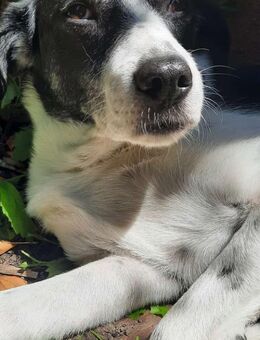 Gustav sucht sein Traum-Zuhause! - Oberhausen