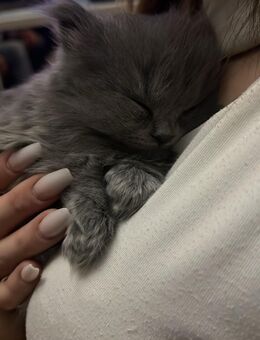 Reinrassige Bkh kitten - Duisburg