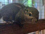chinesische Baumstreifenhörnchen Hörnchen männlich - Neustadt (Sachsen) Hohwald