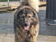 Robby sucht DRINGEND einen Platz - Rostock