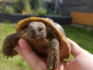 Griechische Landschildkröten, Testudo Hermanni aus 2017 - Wallerfangen