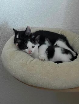 Katzenbaby und Katze - Oberkirch Zentrum