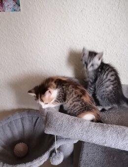 2 süße Katzenbabys suchen neues Zuhause - Zwickau