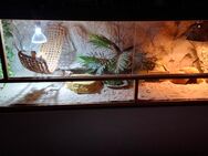 Terrarium mit 2 weibl. Bartagamen inkl. viel Zubehör - Tuttlingen