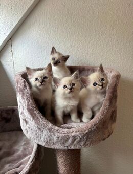 Heilige Birma Kitten - Dortmund Bövinghausen