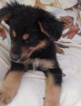 Lenny hübscher Hundejunge - Berlin