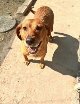 ❤AMIRA - ENDLICH HOFFNUNG FÜR MICH!❤ - Alfeld (Leine)