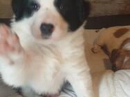 Border Collie Welpen - Wegeleben