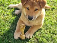 Shiba Inu Welpen - Kirchlengern