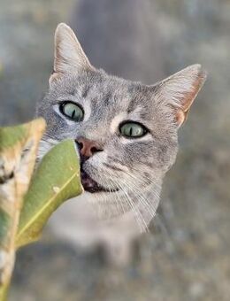 Pommy - kinderfreundlicher Kuscheltiger - Kirchheim (München)