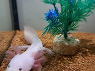 Axolotl Jungtiere BD frei Tierversand möglich Weißling Mela Wildling Weißalbino Goldalbino - Bad Tennstedt