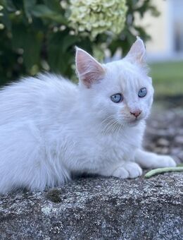 Sibirische Waldkatzen-Mix Kitten abzugeben - Kumhausen