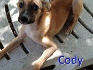CODY ❤ sucht Zuhause oder Pflegestelle - Langenhagen
