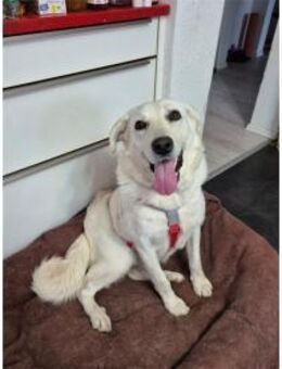 Brienne - wartet in 67663 Kaiserslautern - Oberwies