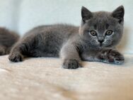 BKH Kitten reinrassig MIT Stammbaum - Halsbrücke