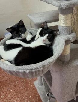 Orion & Luna Dreamteam sucht Zuhause - Unterföhring