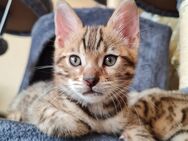 Bengal Kitten - Hückelhoven