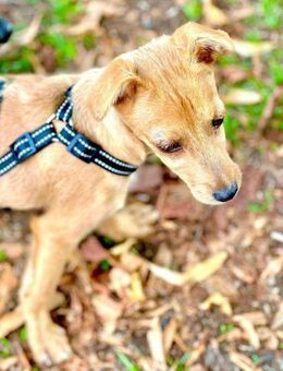 Lustiger LOU sucht sein Zuhause - Neuberg