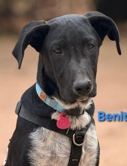 Benito1 anhänglich u.liebevoll 5/25 ESP - Ruppertsecken