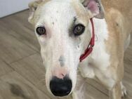 Geoffrey sucht ein Zuhause - Gelnhausen