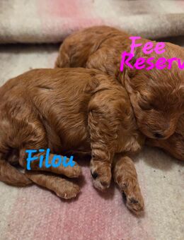 Reinrassige Toypudel Welpen / 1 Rüde noch frei - Schopfheim