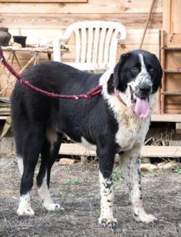 Devi, eine sanftmuetige Riesin - Brunstorf