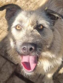 Summer-zutrauliche Hündin, 2 J., 57 cm - Rösrath